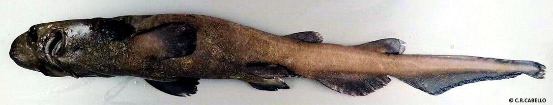 Apristurus aphyodes_04.jpg